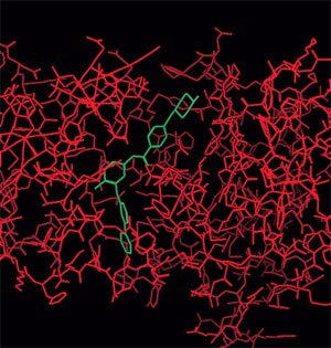 BLOCKS CANCER: With the help of computer simulation, researchers can see which compounds (green) attach to, and block, the functions of a protein (red) that helps the cancer cells multiply. The simulation gives a visual representation of which compounds could be used as drugs.