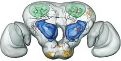 The “average” moth brain model. The blue areas are the primary smell centre. Learning and memory take place in areas that are coloured green. The protrusions on the sides are the visual areas, otherwise known as eyes. Illustration: Department of Biology