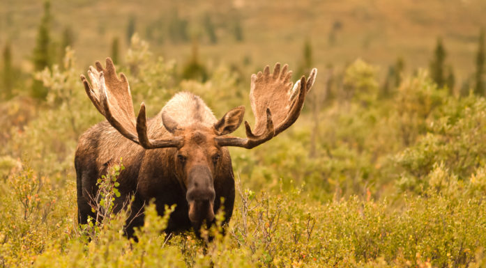 Bull moose with big antlers