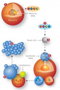 Here is how Craig Venter created artificial life 1. The entire DNA of the bacterium Mycoplasma mycoides was first decoded – i.e., the order of the building blocks of genetic material was read. 2. The code is copied into a computer, and specific changes are made. Purchased DNA fragments are altered according to the new recipe. One fragment is encoded for immunity to antibiotics. 3. The modified DNA fragments are inserted into yeast cells that glue them together in the correct order. 4. This synthetic DNA is inserted back into the bacterium, which divides into two daughter cells - one with natural, unaltered DNA and one with synthetic DNA. 5. Antibiotics are used to kill the bacteria with unaltered DNA. The bacteria with synthetic DNA survives and reproduces. 6. In a few hours all traces of the original bacteria have been erased, while bacteria with synthetic DNA continue to grow. Voila – new artificial life! Illustration: Raymond Nilsson