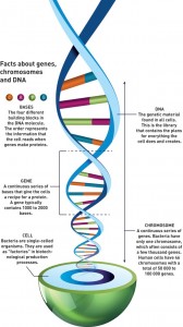 Facts about genes, chromosomes and DNA  Illustration: Raymond Nilsson