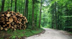 Cut logs in a forest