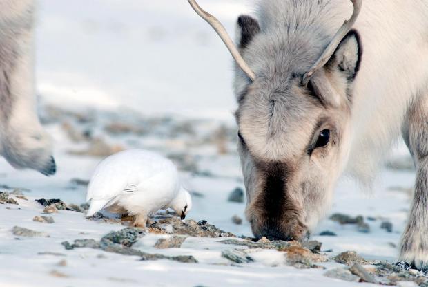 Nicolas Lecomte 2 reindeer and ptarmigan sharing ice-free spot_0