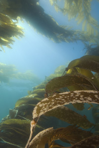 Using kelp as the feedstock, or basis, for biofuel production offers promise, according to Khanh-Quan Tran, an associate professor at NTNU's Department of Energy and Process Engineering. Photo: Thinkstock