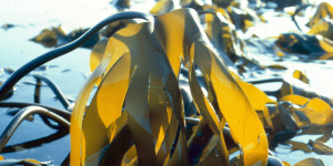 Kelp grows abundantly along the Norwegian coast, and can also be "farmed". Photo: Mentz Indergaard, NTNU Communication Division