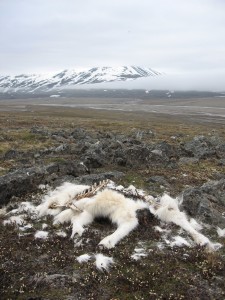 Reindeer mortality increased dramatically in some herds after an unusual January 2012 rain on snow event. Photo: Brage Bremset Hansen