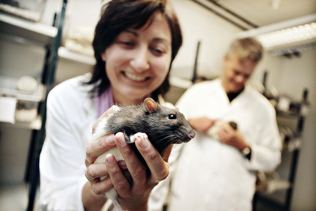 May-Britt and Edvard Moser have spent nearly 20 years building a laboratory and a team of neuroscientists to explore the workings of the brain. Much of their research is conducted using laboratory rats. Photo: Geir Mogen, NTNU