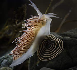 The fringed nudibranch Flabellina borealis lays its eggs in a spiral pattern. Photo: Per Harald Olsen / NTNU