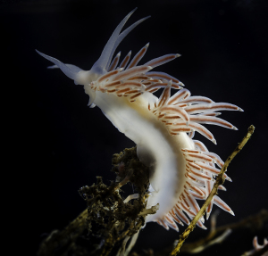 They look delicate and innocent, but nudibranchs have developed ingenious defense mechanisms. Photo: Per Harald Olsen / NTNU