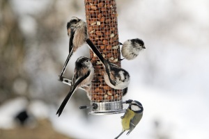 De minste fuglene må utnytte hvert minutt av den lyse dagen til å finne mat. Her stjertmeis og én blåmeis. Foto: Thinkstock