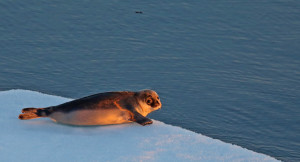 Juvenile hooded seal out on the ice off the northeast coast of Greenland. Photo: SAMCoT/NTNU
