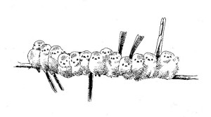 De små stjertmeisene holder tett kroppskontakt i kulde. De sitter side ved side med oppbruste fjær og ligner en fjærball. Fuglene skifter ofte plass og det er viktig å komme nær midten – de ytterste er de første som dør i kaldt vær. De dominante fuglene som står øverst i flokkens hierarki presser seg ned mellom de andre og har størst sjanse til å overleve. (Etter Cramp & Perrins 1993)