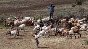 Husdyrbestanden og presset på beiteområdene øker stadig. Foto: Per Harald Olsen/NTNU
