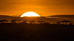 Solnedgang i Serengeti. Foto: Per Harald Olsen/NTNU