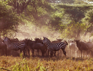 Serengeti wildlife gathers around the water holes. (Photo: Per Harald Olsen / NTNU)