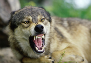 Etter intes ulvejakt i 100 år var ulven så godt som utryddet. Foto: Thinkstock