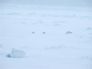 Polar bears weren't an everyday sight, but they were around. Photo: Åse Ervik