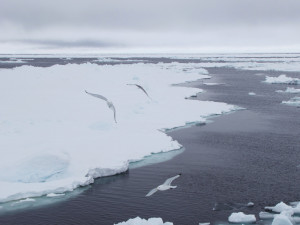 Ice floe and seagulls