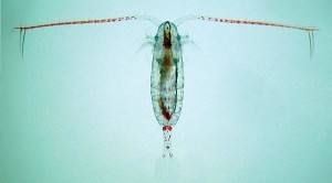 Raudåte er en av de viktige organismene i havet som lever av planteplankton og lagrer solenergi via planteplanktonet. Foto: Paul Wassmann 