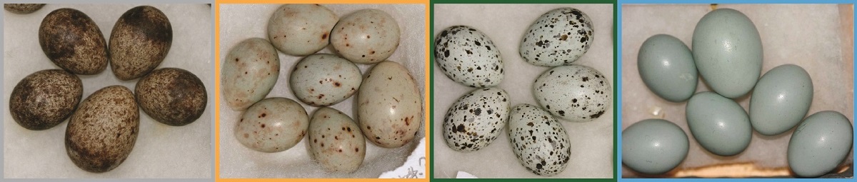 Illustrasjonen viser de mange variantene av egg som gjøken kan etterligne. Gjøkegget kan ha en annen størrelse enn vertsfuglens egg, men er ellers vanskelig å skjelne, i hvert fall for oss mennesker. Illustrasjon: NTNU
