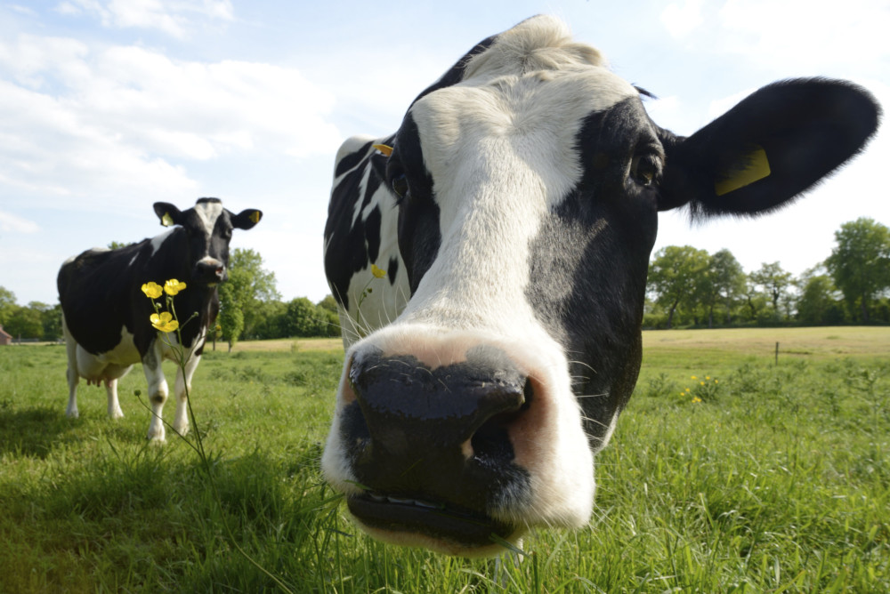 Whether for dairy or for beef production, cows have a big impact on the environmental health of the planet. Photo: Thinkstock