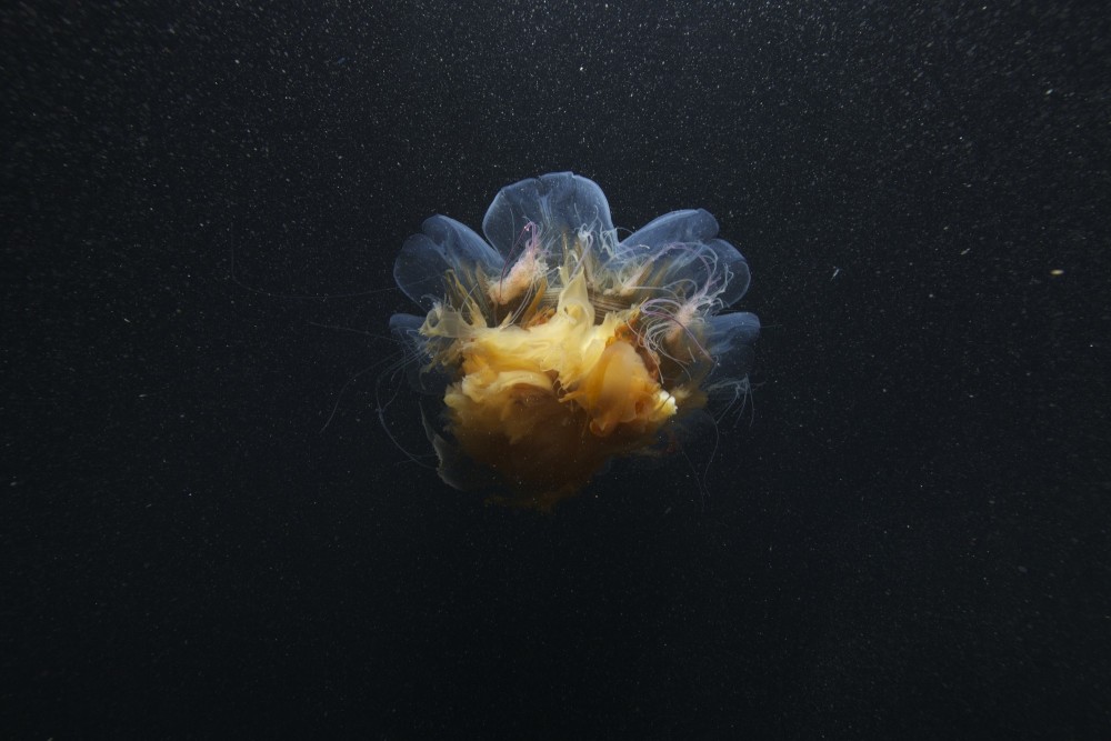 The presence of this Lion's Mane jellyfish in Kongsfjorden, Svalbard in January indicates an influx of warmer Atlantic water to the fjord, which is on the northwestern side of the island of Spitsbergen and has been ice free since 2005-2006. Photo: Geir Johnsen, NTNU/UNIS