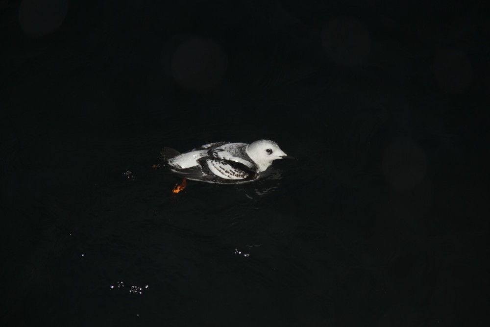 Some birds, like this little auk, can dive to 30 metres to feed on bioluminescent plankton there. Photo: Geir Johnsen, NTNU/UNIS