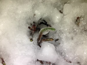 Cassiope encased in ice. Photo: Brage B. Hansen