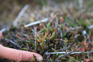 Cassiope tetragona, arctic heather, showing some damage. Photo: Brage B. Hansen