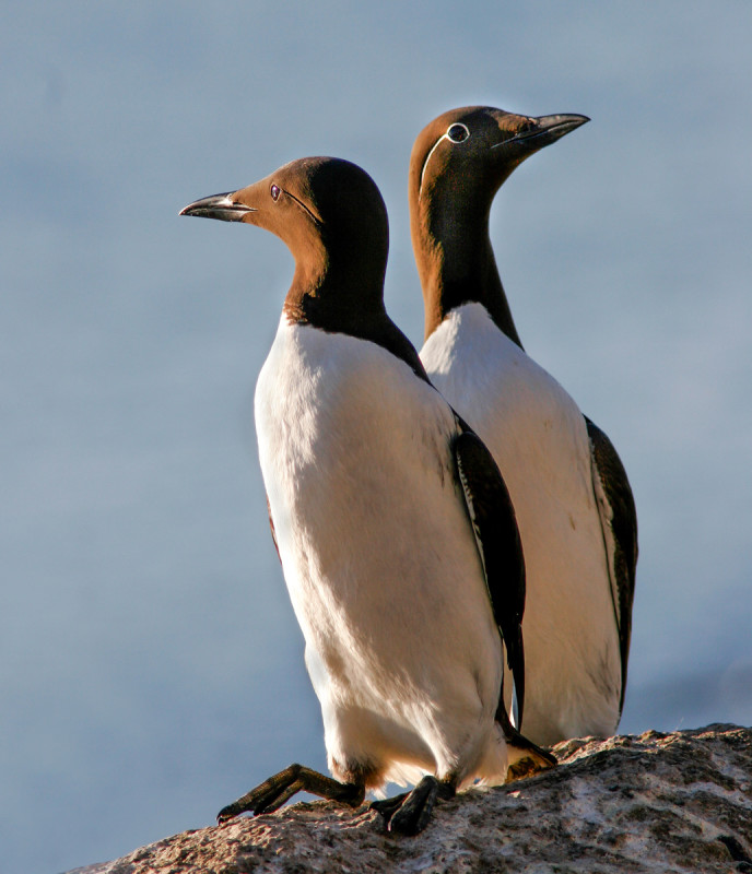 White-breasted guillemots are called lomvi in Norwegian. Photo: Per Harald Olsen, NTNU