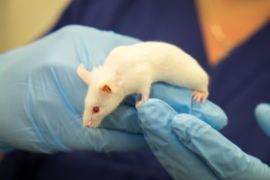 I en forsøksstudie ble samtlige mus enten kvitt kreftsvulsten fullstendig, eller den sluttet helt å vokse. Illustrasjonsfoto: Stein Roar Leite, NTNU