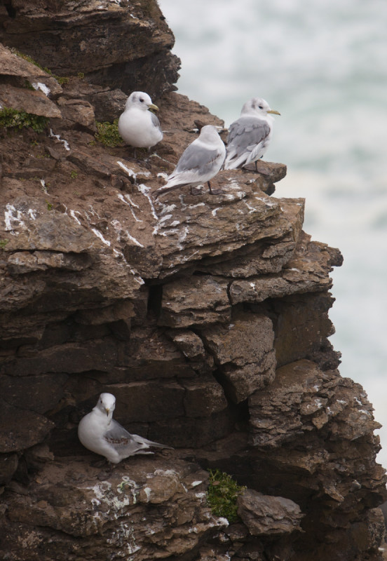 Much of northern Norway's 1200-km long coastline seems suited to nesting seabirds, with steep cliffs that are protected from terrestrial predators. But easy access to food is decisive in determining where colonies are located. Photo: Per Harald Olsen, NTNU
