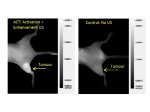 Images showing a fluorescent molecule in the tumor in mice treated with ACT and ultrasound (left) and not treated with ultrasound (right). The figure shows that only the treated tumor has taken up the fluorescent molecule. Click picture to enlarge. Illustration: NTNU