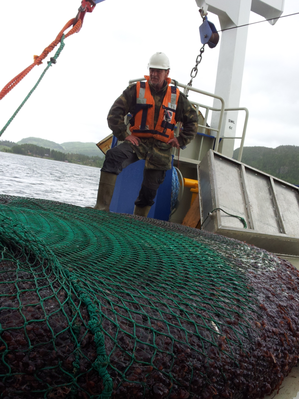 Jarle Mork surveys a net filled with more than 7 tonnes of Periphylla jellyfish captured from Trondheim Fjord. Photo: NTNU