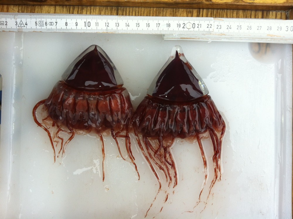 Periphylla periphylla, sometimes called the helmet jellyfish. Photo: Morten Krogstad, Nord University 