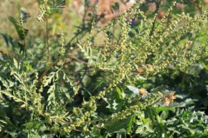 Ragweed establishes itself very quickly where the soil has been ploughed up or is otherwise bare, because it needs these conditions to germinate. Photo: Thinkstock