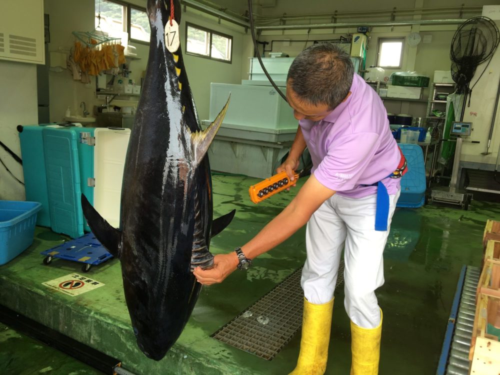 Putting Bluefin tuna back on the menu — by farming them
