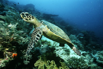 This hawksbill turtle (Eretmochelys imbricata), which lives in the coral reefs off of Indonesia, is critically endangered. Photo: Thinkstock
