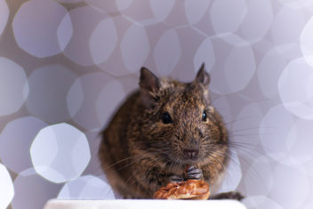 The rats that could eat whenever they wanted gained a lot of weight. Illustration photo: Thinkstock