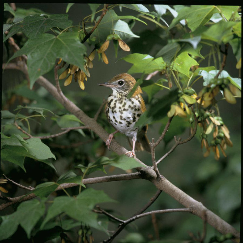 A wood thrush in its native habitat in the US. Photo: Steve Maslowski, US Fish and Wildlife Service