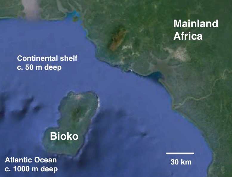 Bioko rises above the shallow continental shelf, well situated for the peripatric speciation of humans . Illustration modified from Google Earth.