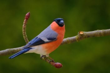 Young male bullfinches that heard recordings of German folk songs quickly learned to reproduce parts of the melodies. Their acquired knowledge was transferred to the next generation. Photo: Colourbox