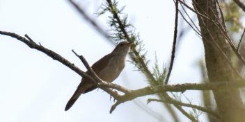 The nightingale lives up to its reputation with up to 300 song types. Photo: Colourbox