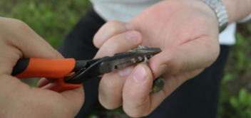 Bird banding is a widely used method of research. Photo: NTNU