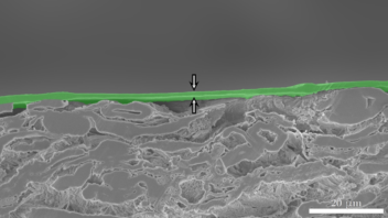 Cross section of sample showing an approx. 2 μm (micrometre) thick layer of nanocellulose on top of cardboard.