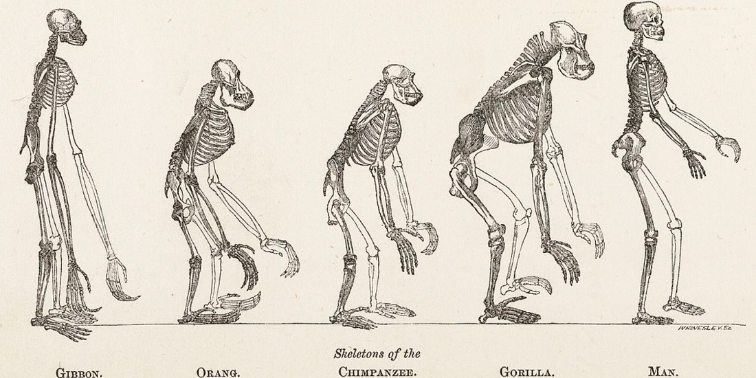 fossil record evolution