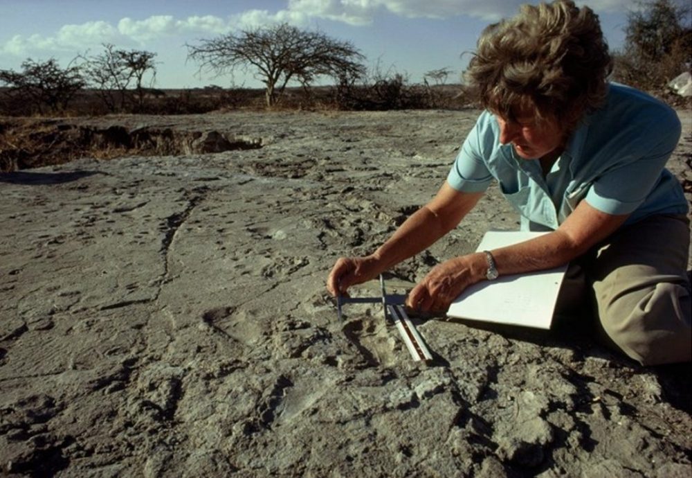 Acclaimed fossils might not depict human evolution