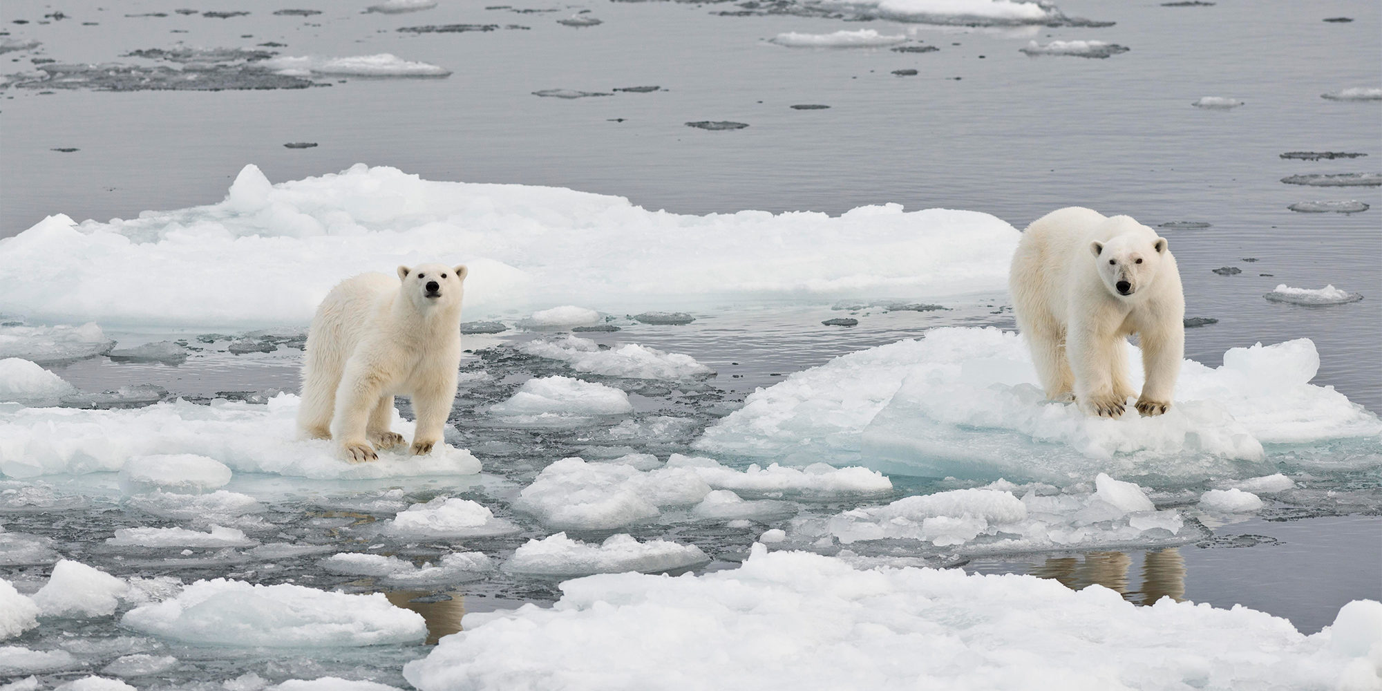 Polar bears' desperate struggle to find food in a melting Arctic, Climate