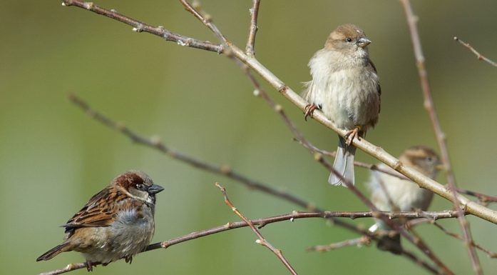 Some sparrows sitting in a tree