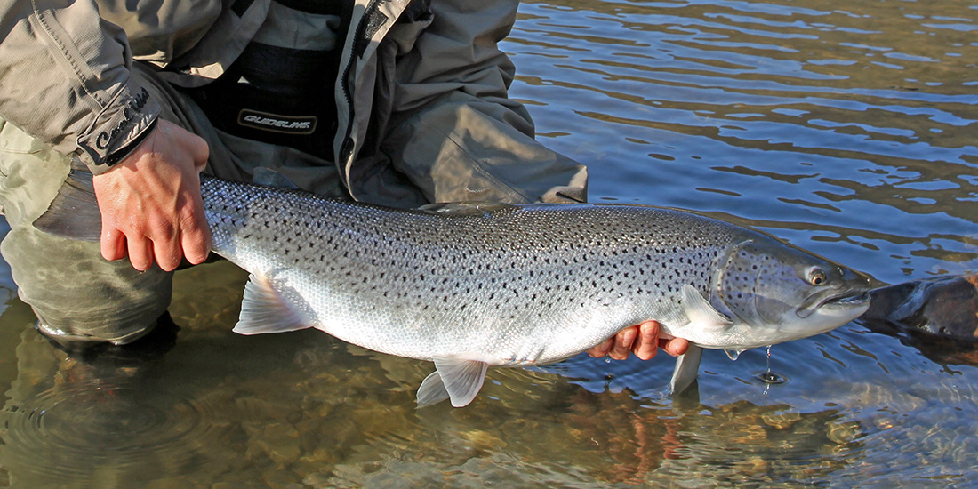 A man holds a large trout